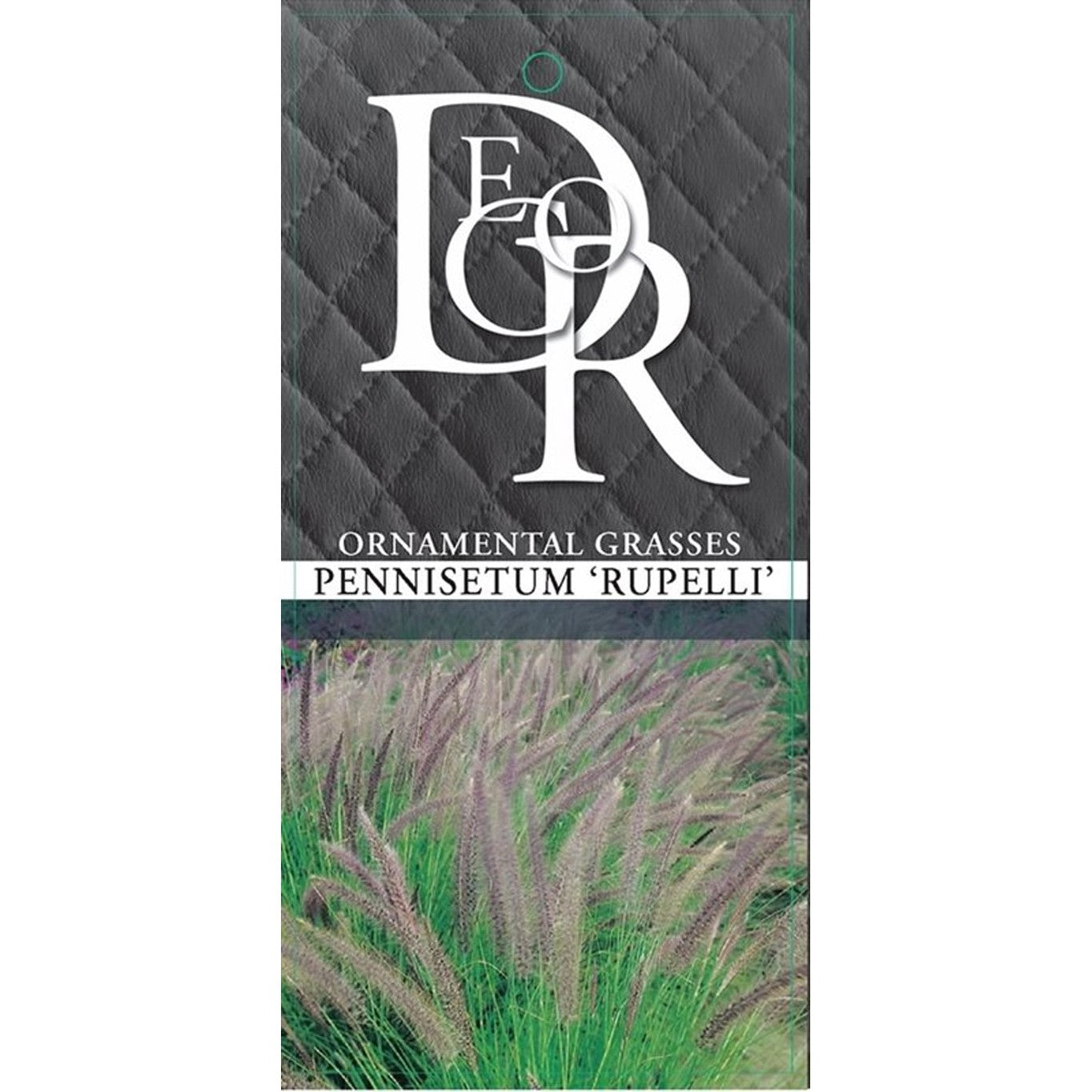 Borstgräs – Pennisetum setaceum 'Rupelli' - C2