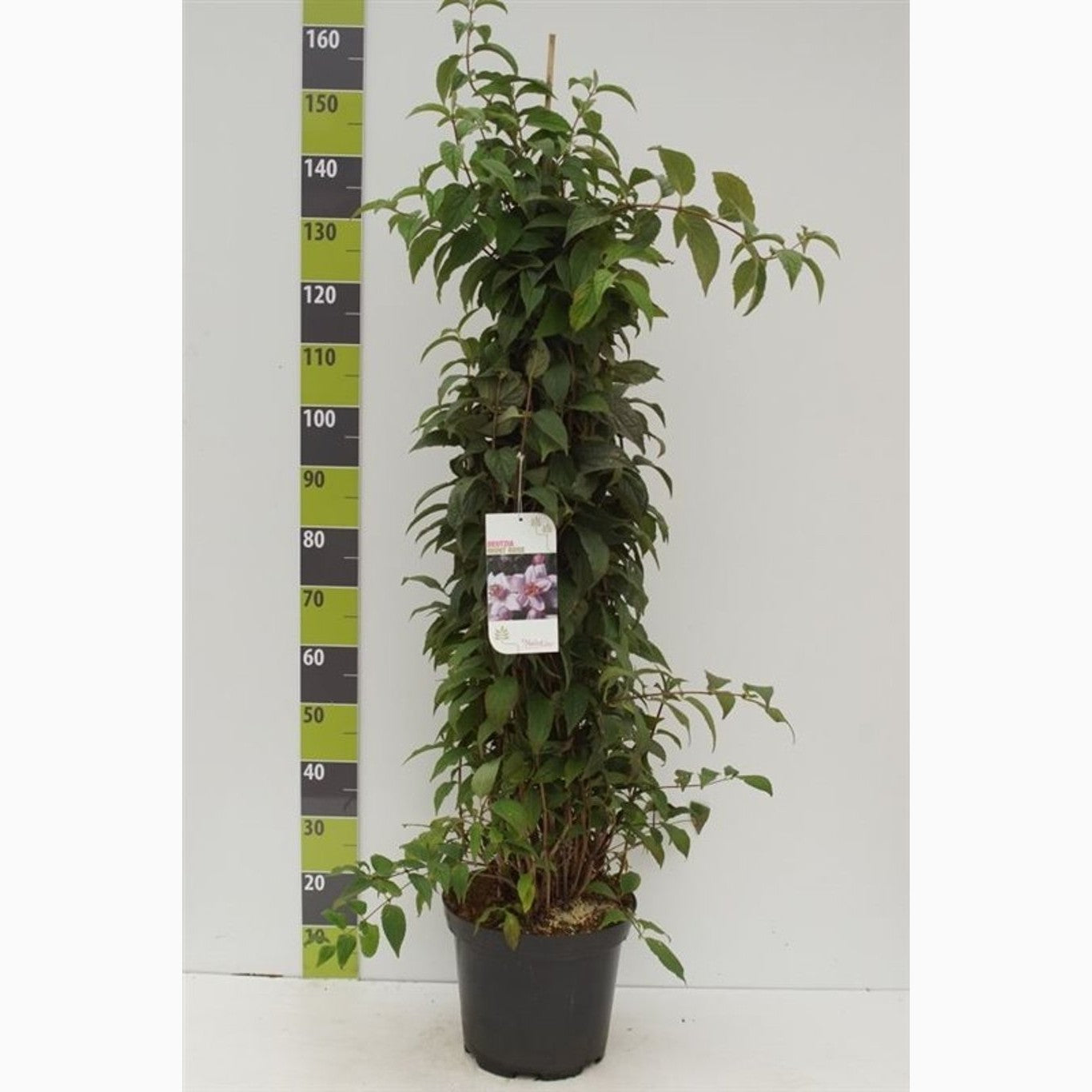 Riddarsporre – Delphinium Highlander Mystery Sensation - C12 80-100 CM