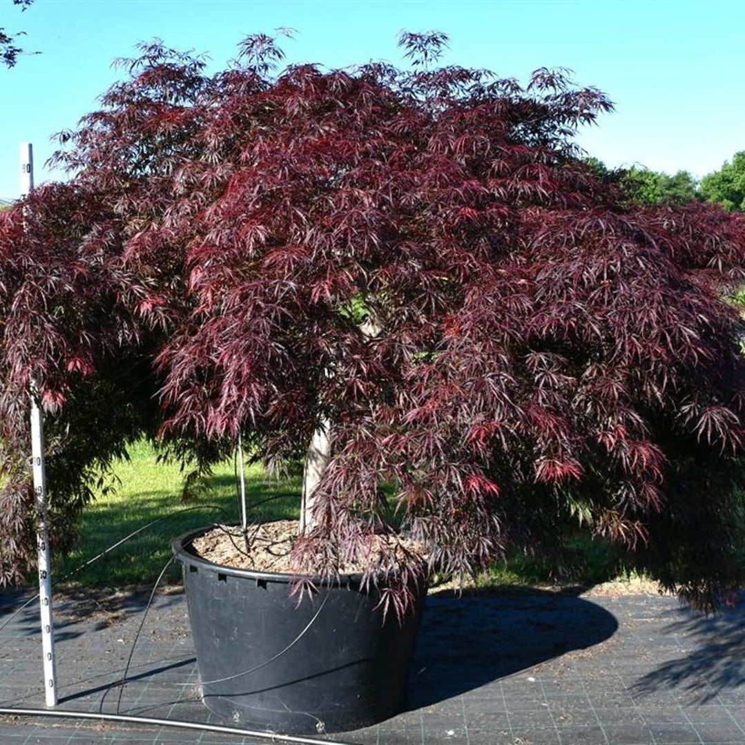 Japansk lönn – Acer palmatum 'Inaba-shidare' - C280 70-80 cm. Stam