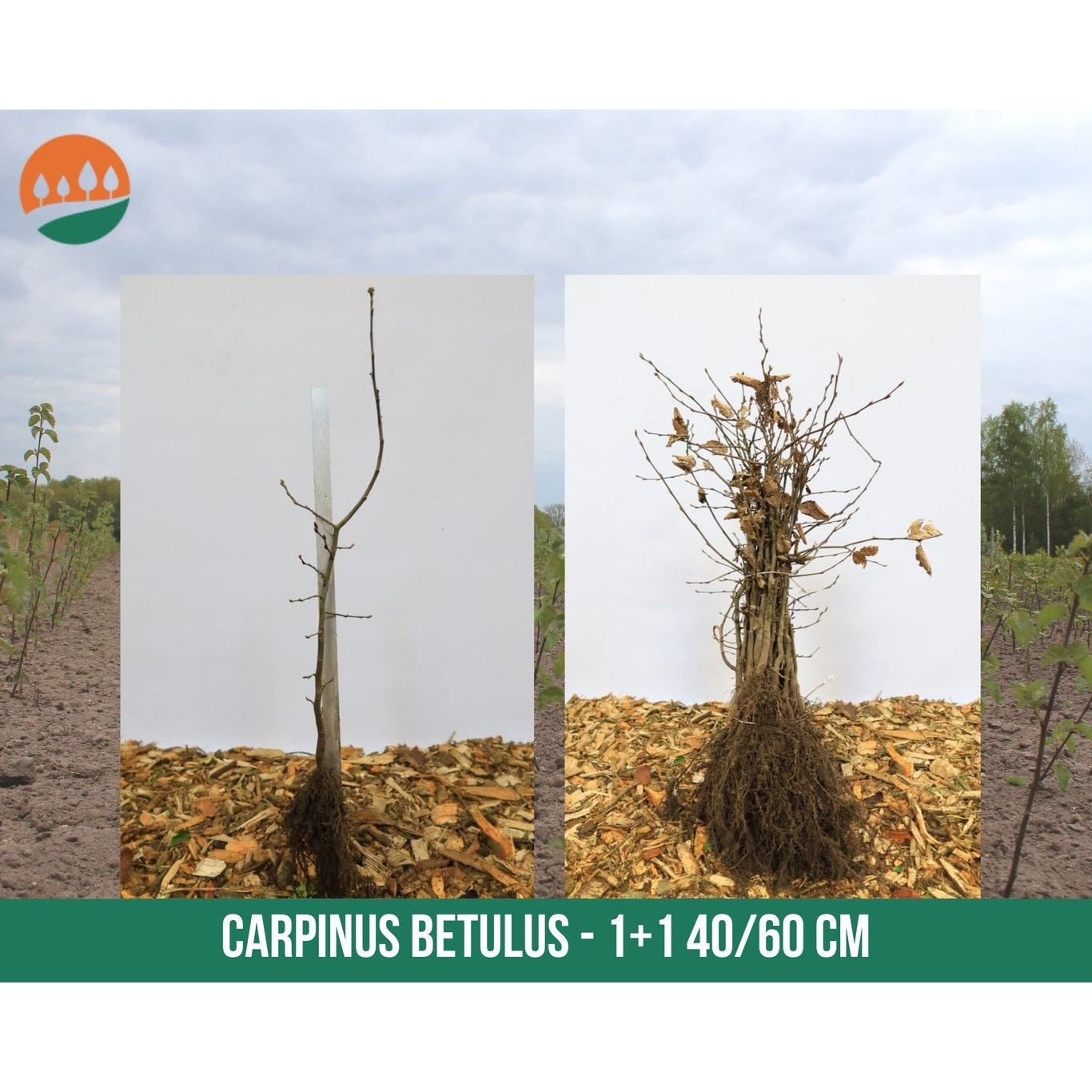 Avenbok – Carpinus betulus - 40-60 CM bare root 1/1