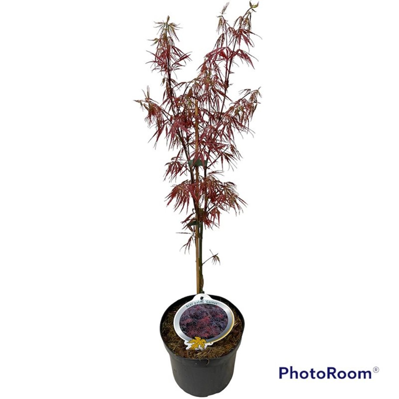 Japansk lönn – Acer pal. 'Garnet' - C3 30-40 CM