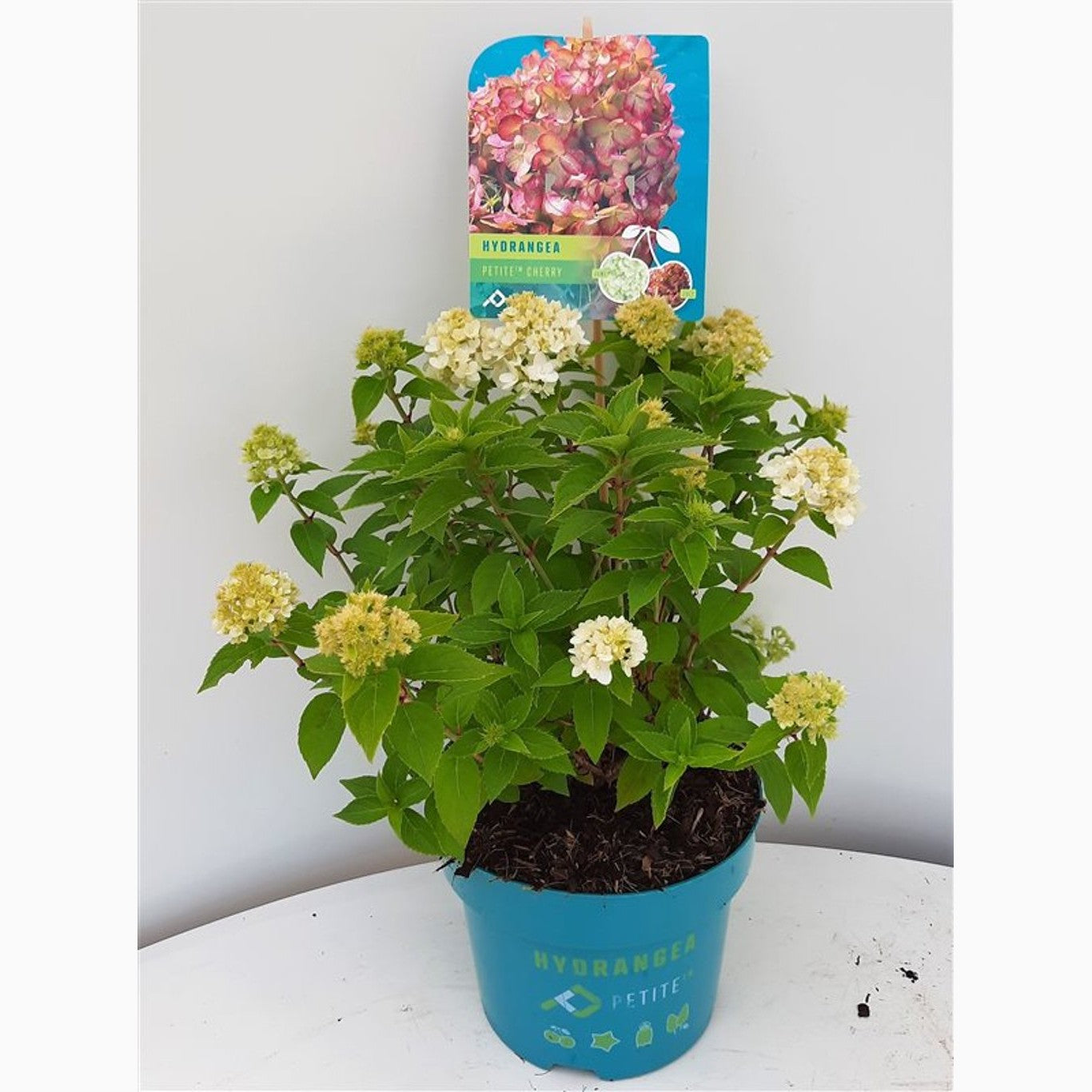 Syrenhortensia – Hydrangea paniculata 'Petite Cherry' - C3 30-40 CM
