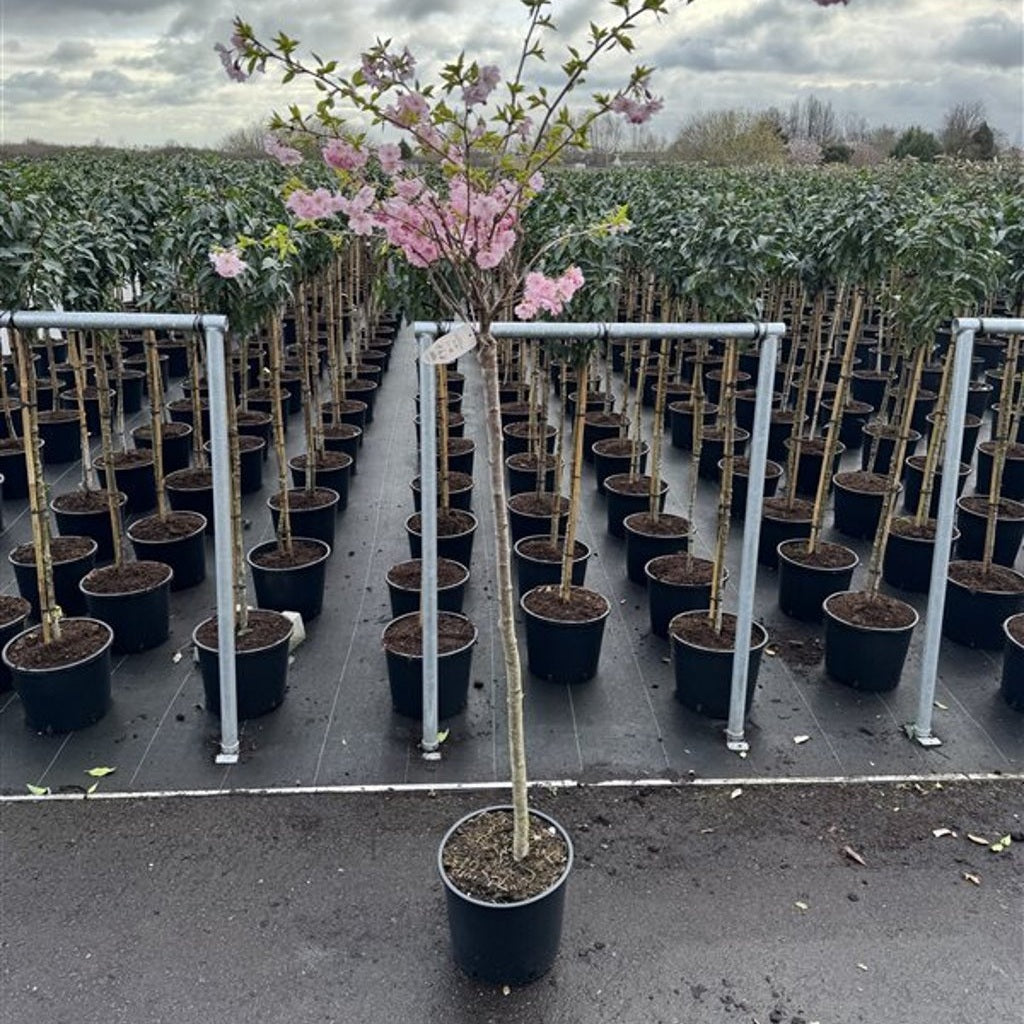 Körsbär – Prunus 'Accolade' - 120 CM Stem C12
