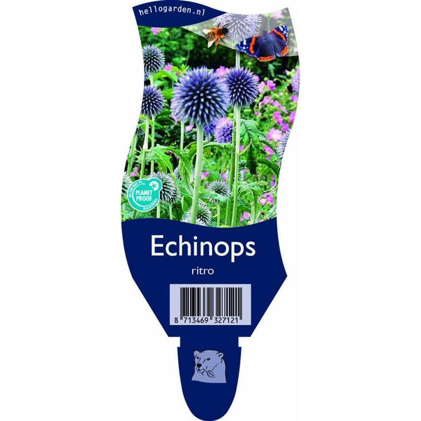 Bolltistel – Echinops ritro - P11