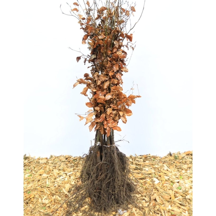 Blodbok – Fagus sylvatica 'Atropunicea' - 100-120 CM bare root 1/2