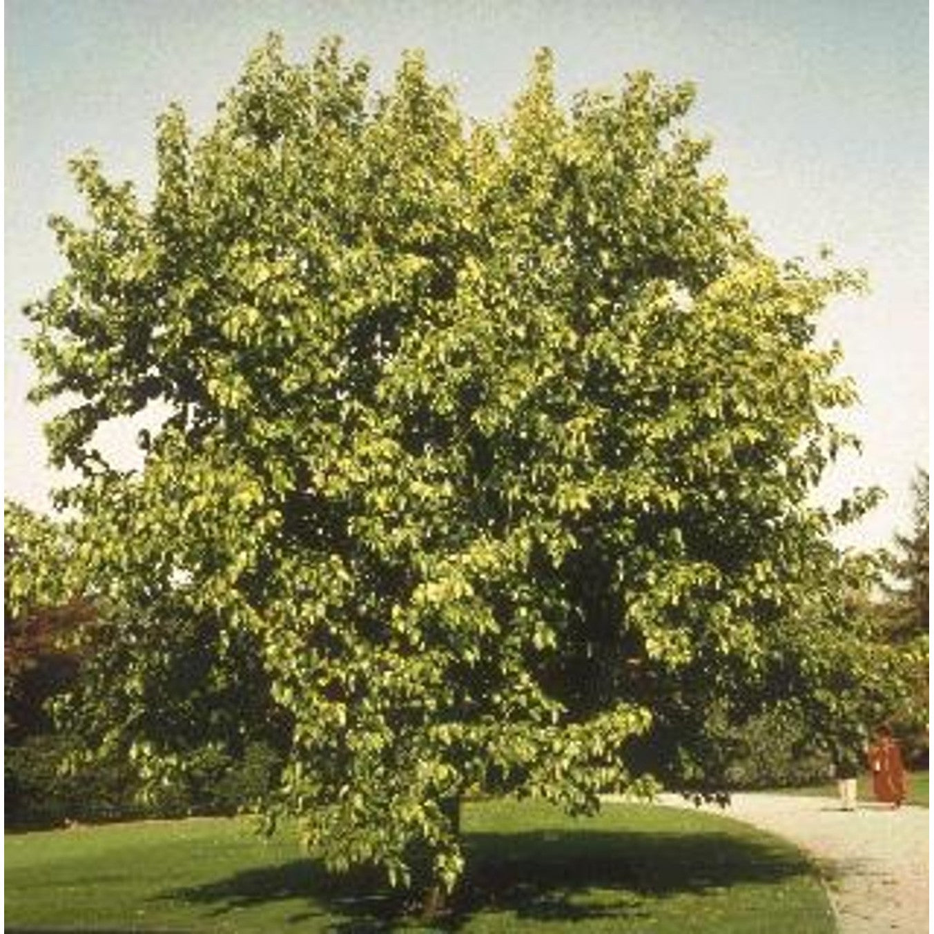 Mullbär – Morus alba - 16/18 RB