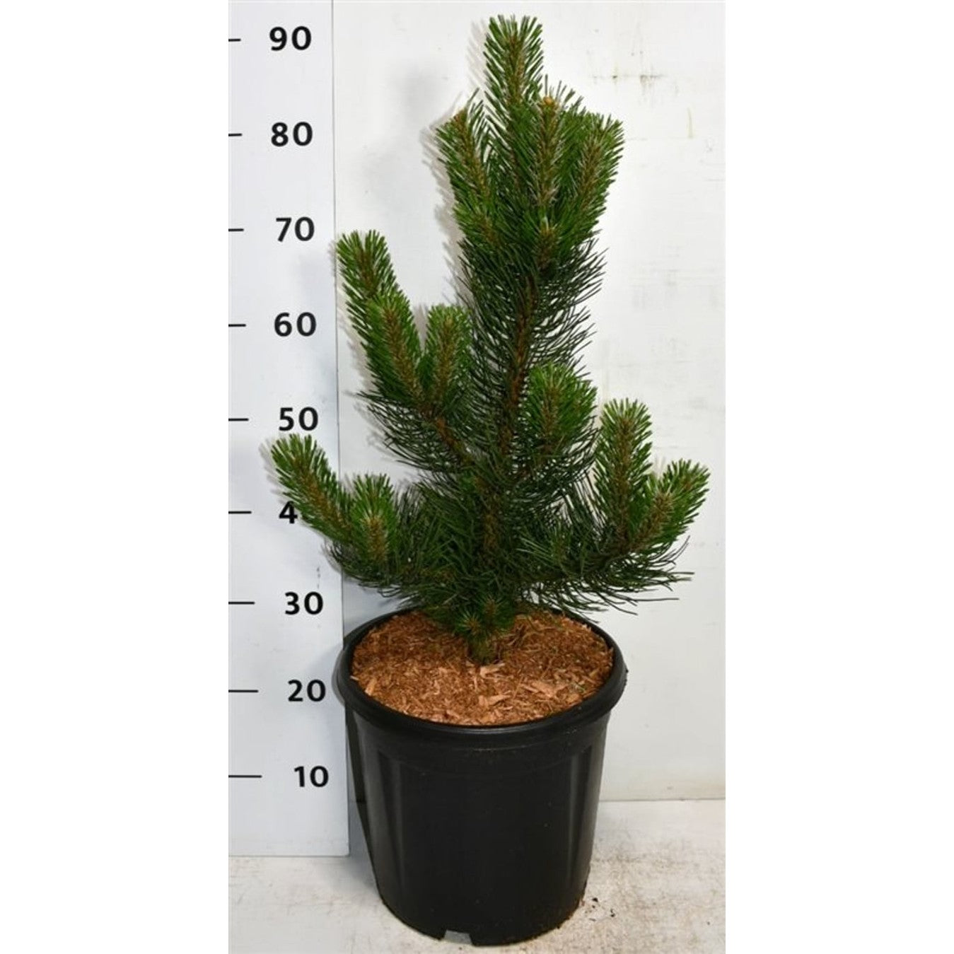 Svarttall – Pinus nigra 'Oregon Green' - C13 60-70 cm.
