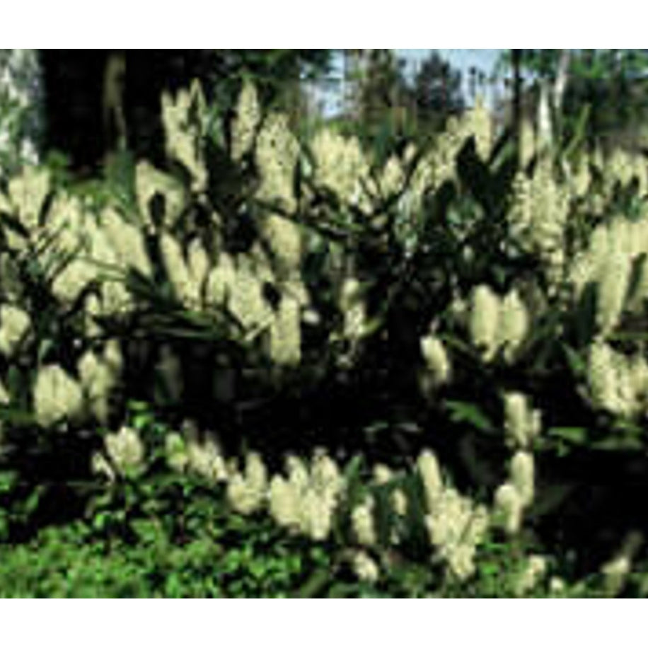 Lagerkörsbär – Prunus laurocerasus 'Otto Luyken' - 80 CM Stem C10