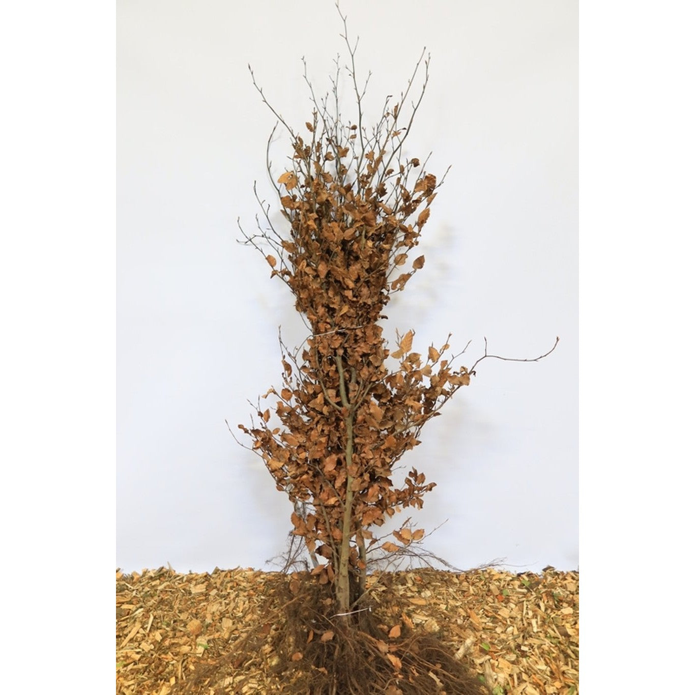 Blodbok – Fagus sylvatica - 175-200 CM Barrot 2/2