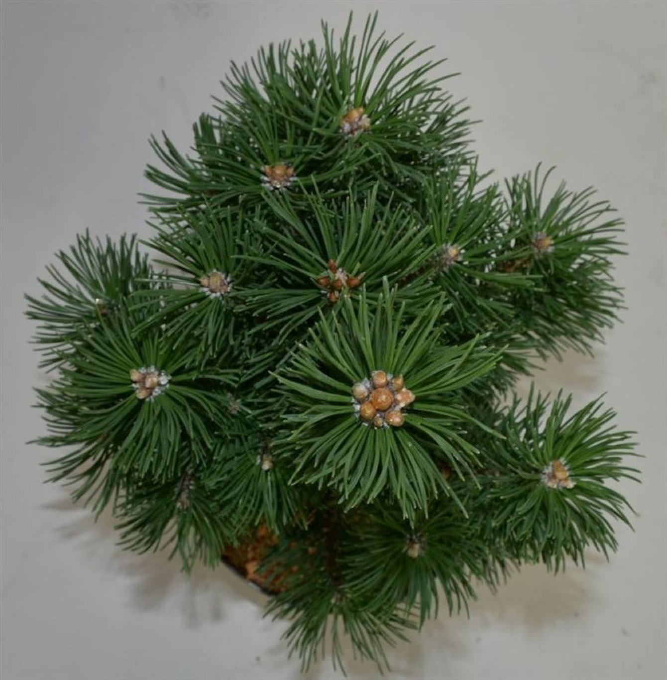 Bergtall – Pinus mugo &
