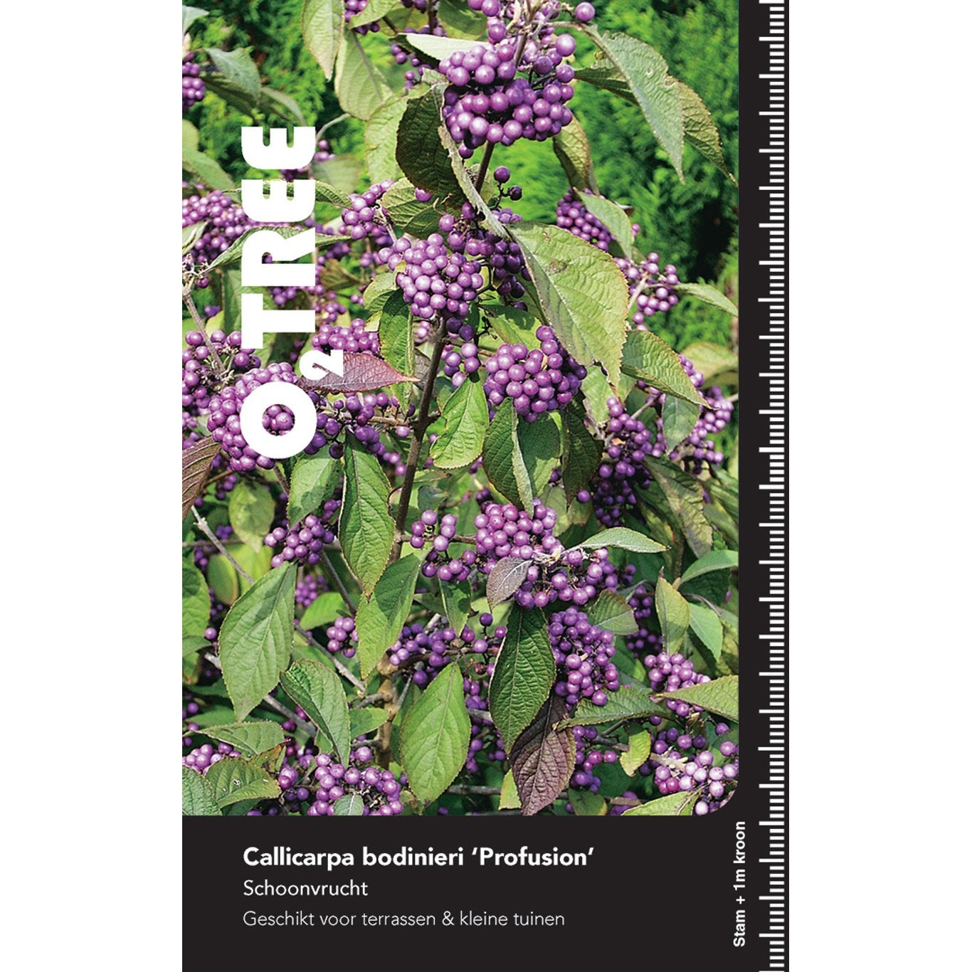 Skönhetsbär – Callicarpa bodinieri 'Profusion' - 120 CM Stem C10