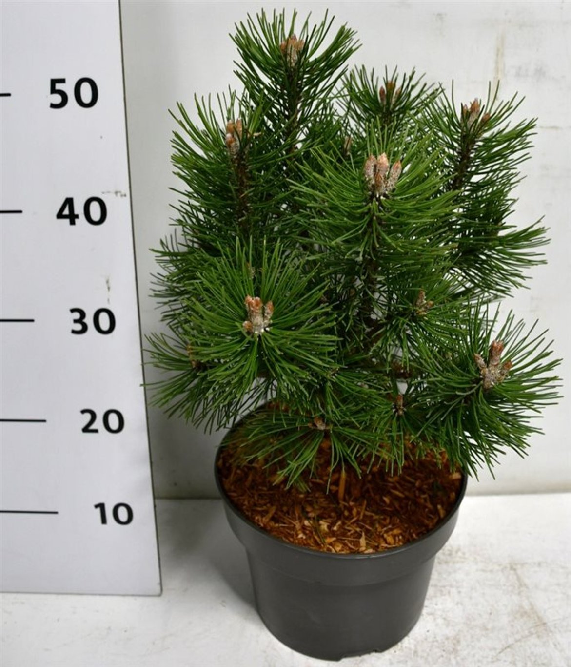 Bergtall – Pinus mugo &