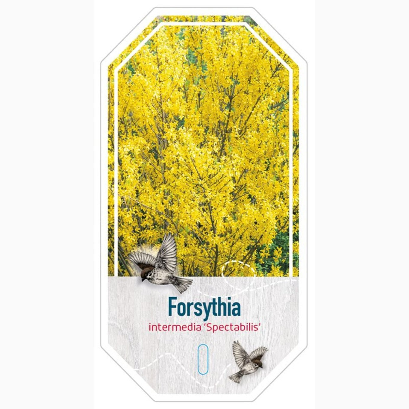 Forsythia – Forsythia intermedia 'Spectabilis' - C3 40-60 CM