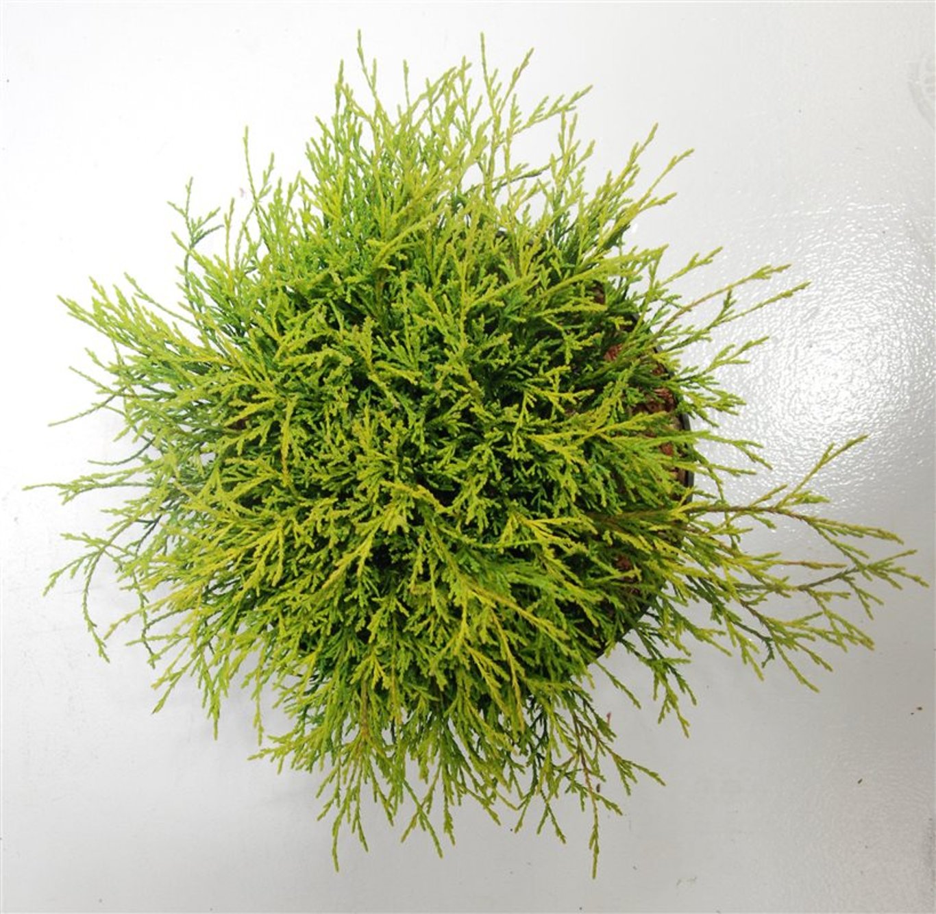 Ädelcypress – Chamaecyparis pisifera 'Sungold' - C7.5 40-50 cm.