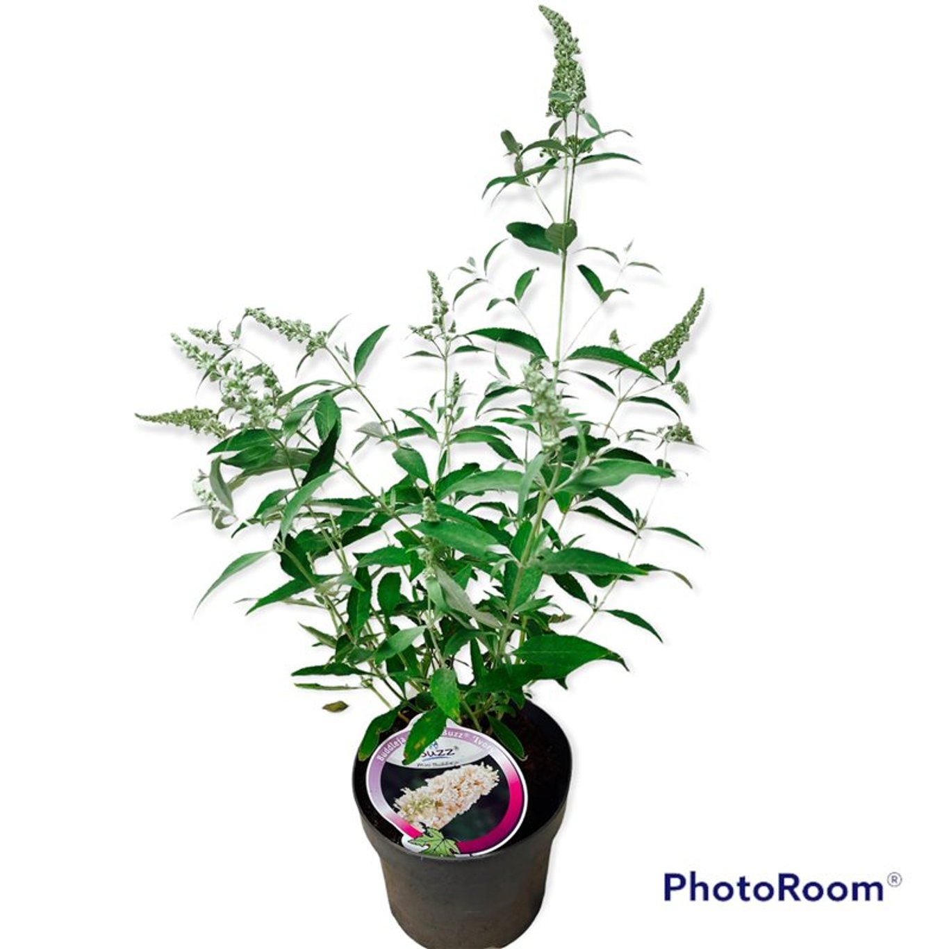 Sommarlilja – Buddleja d. 'Buzz Ivory' - C3