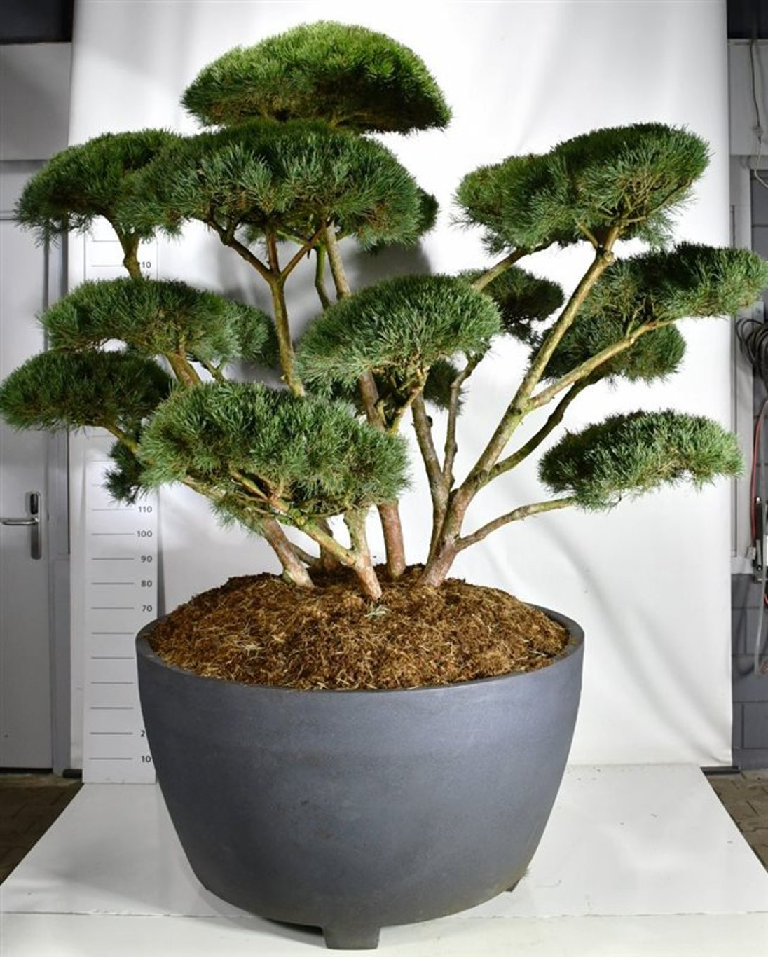 Tall – Pinus sylvestris &
