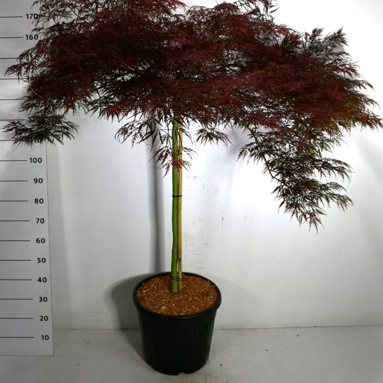 Japansk lönn – Acer palmatum 'Garnet' - C35 110 cm. Stam