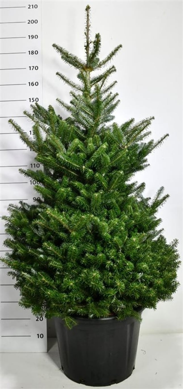 Koreagran – Abies koreana - C65 125-150 cm.
