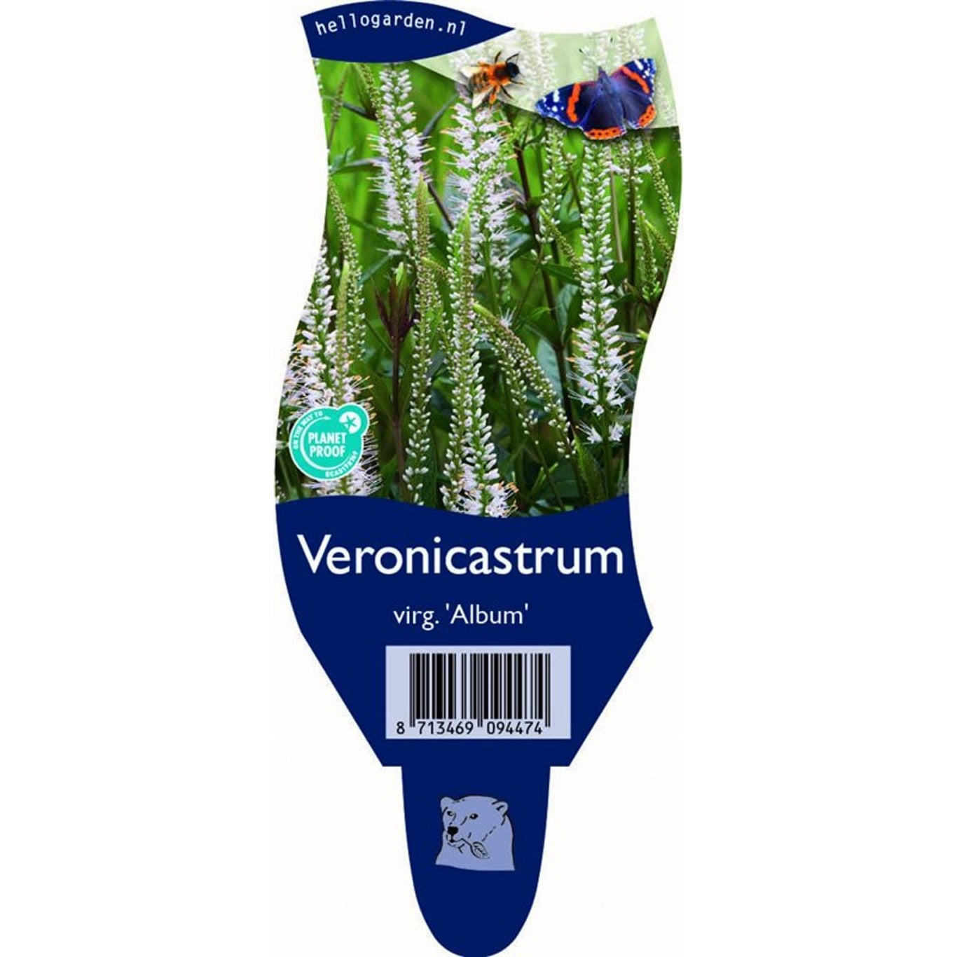 Sibirisk veronikasläktet – Veronicastrum virginicum 'Album' - P11