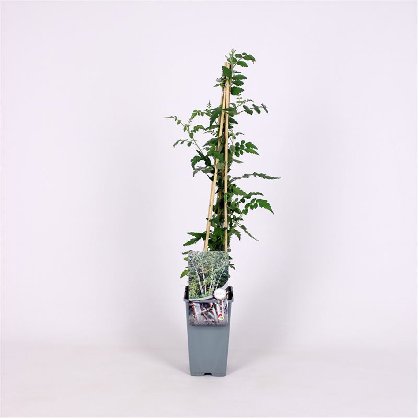 Björnbär – Rubus thibetanus 'Silver Fern' - C2 70/+ CM