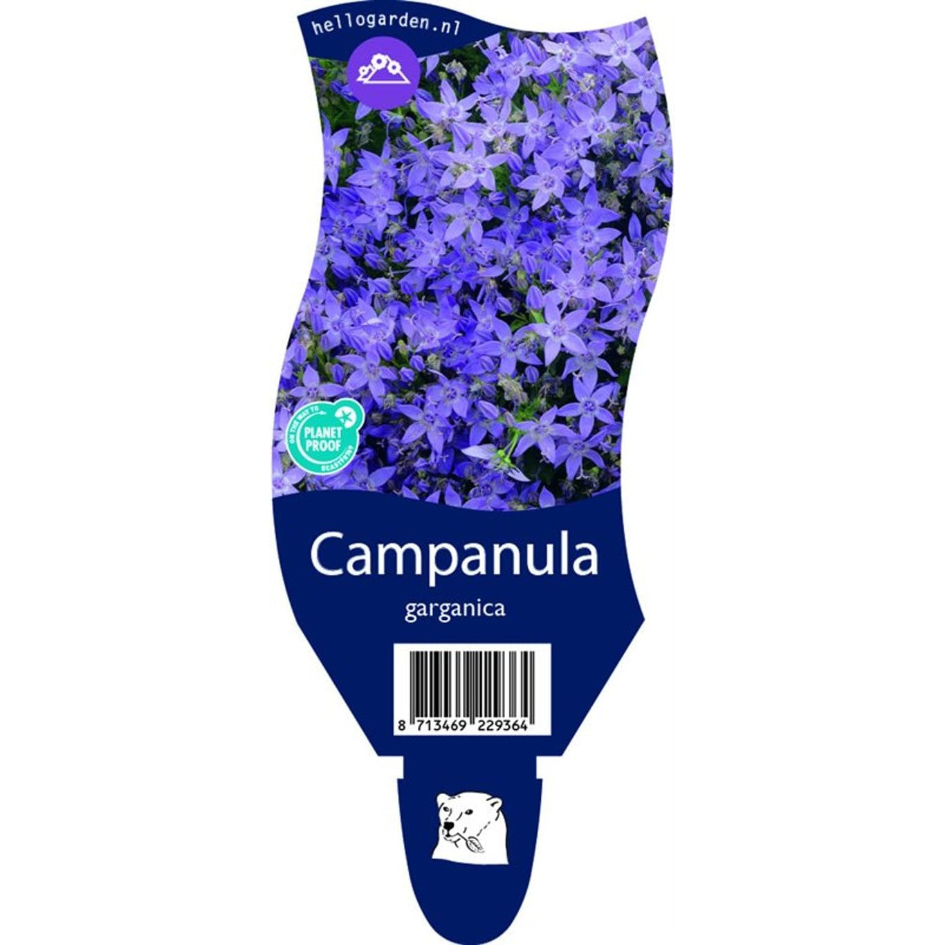 Garganellklocka – Campanula garganica - P11