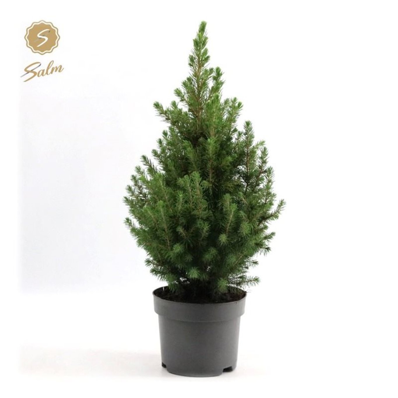 Vitgran – Picea glauca 'December' - C2 35-40 CM
