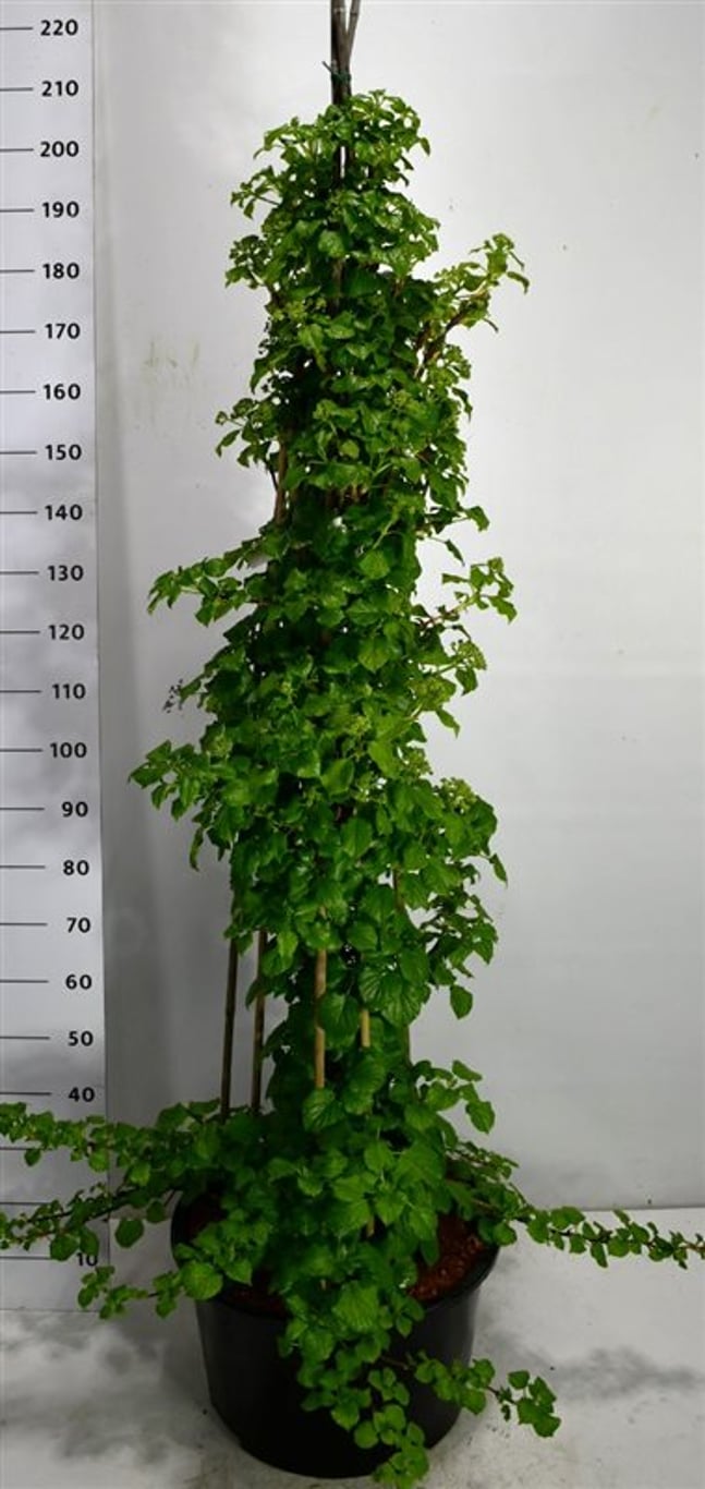 Klätterhortensia – Hydrangea petiolaris - C30 125-150 cm.