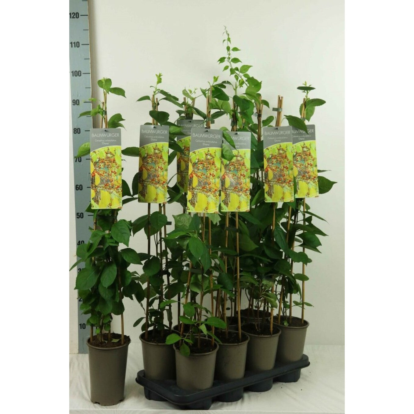 Klätterbenved – Celastrus orbiculatus 'Diana' - C2 60-80 CM Stick