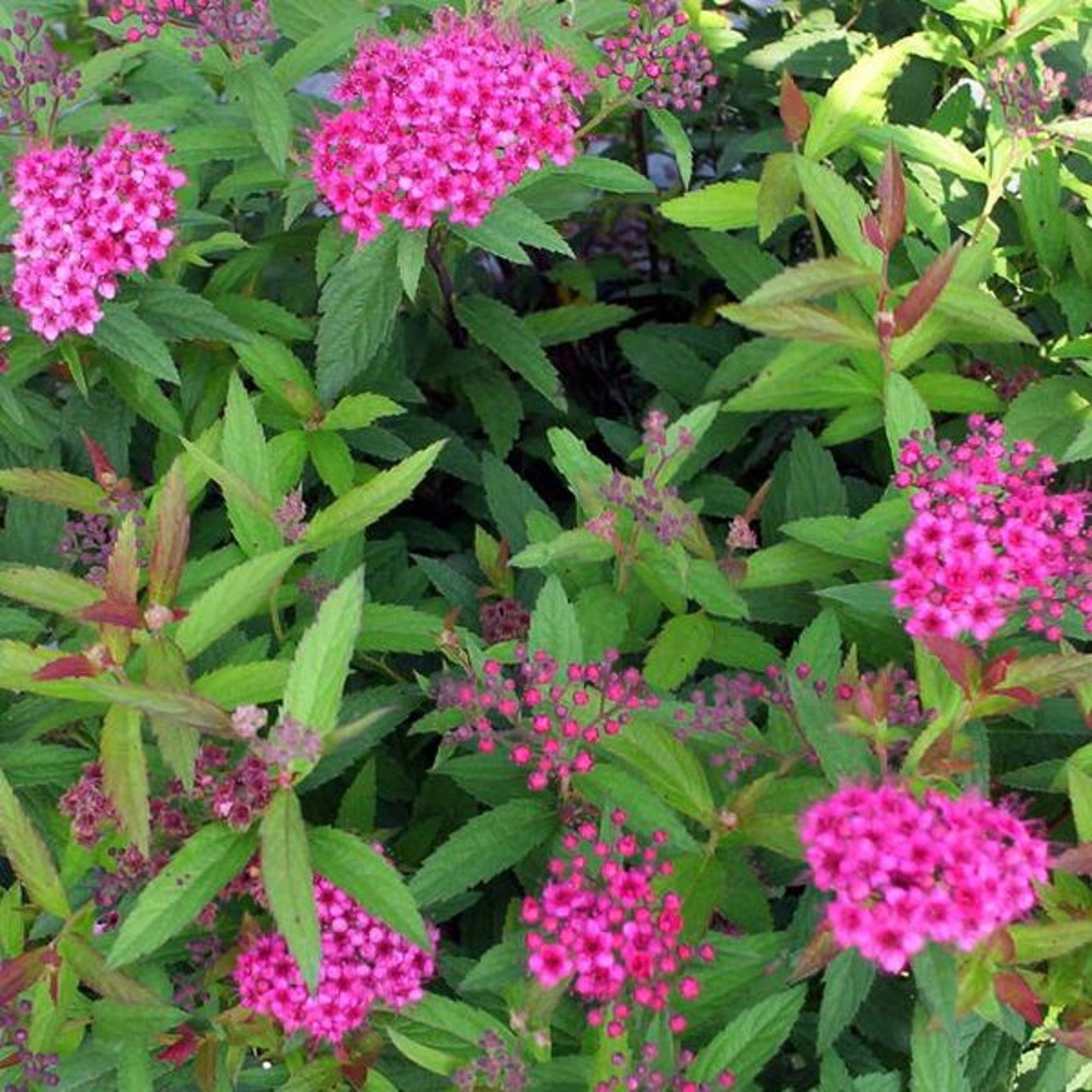 Praktspirea – Spiraea japonica 'Froebelii' - 30-50 CM bare root 0/2