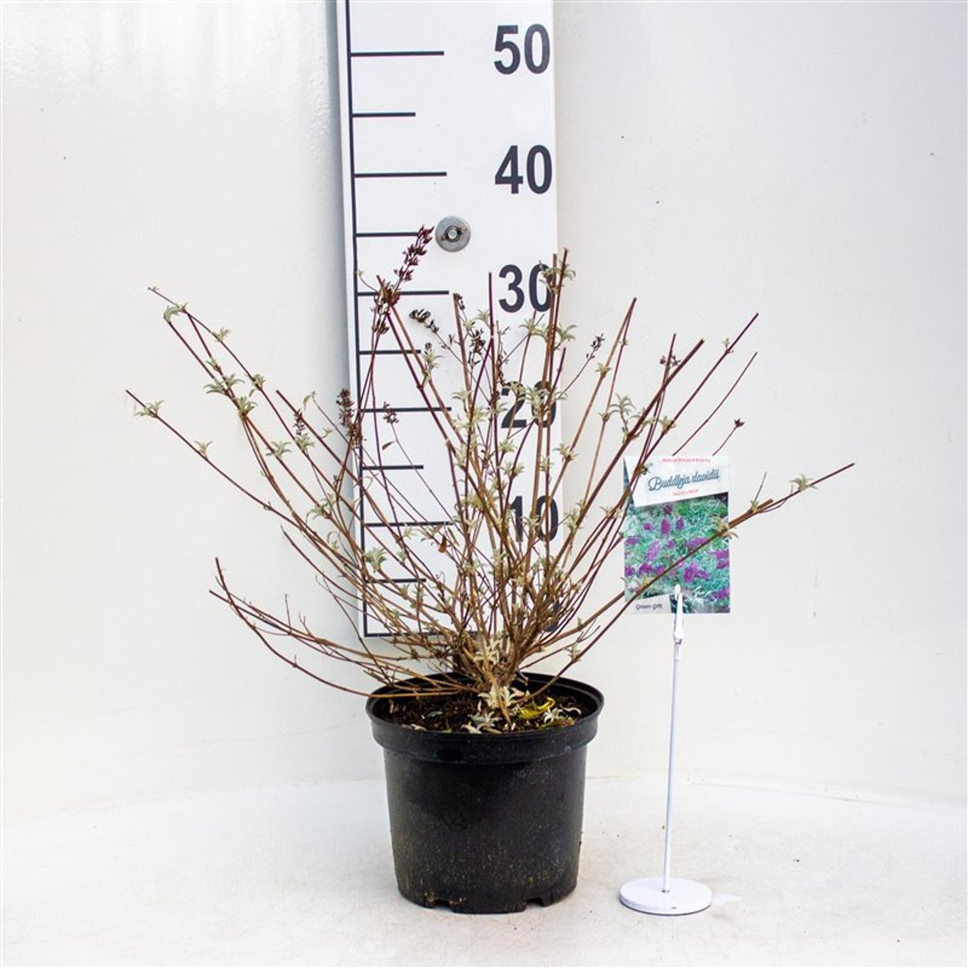 Sommarlilja – Buddleja d. 'Nanho Blue' - C3 40-50 CM