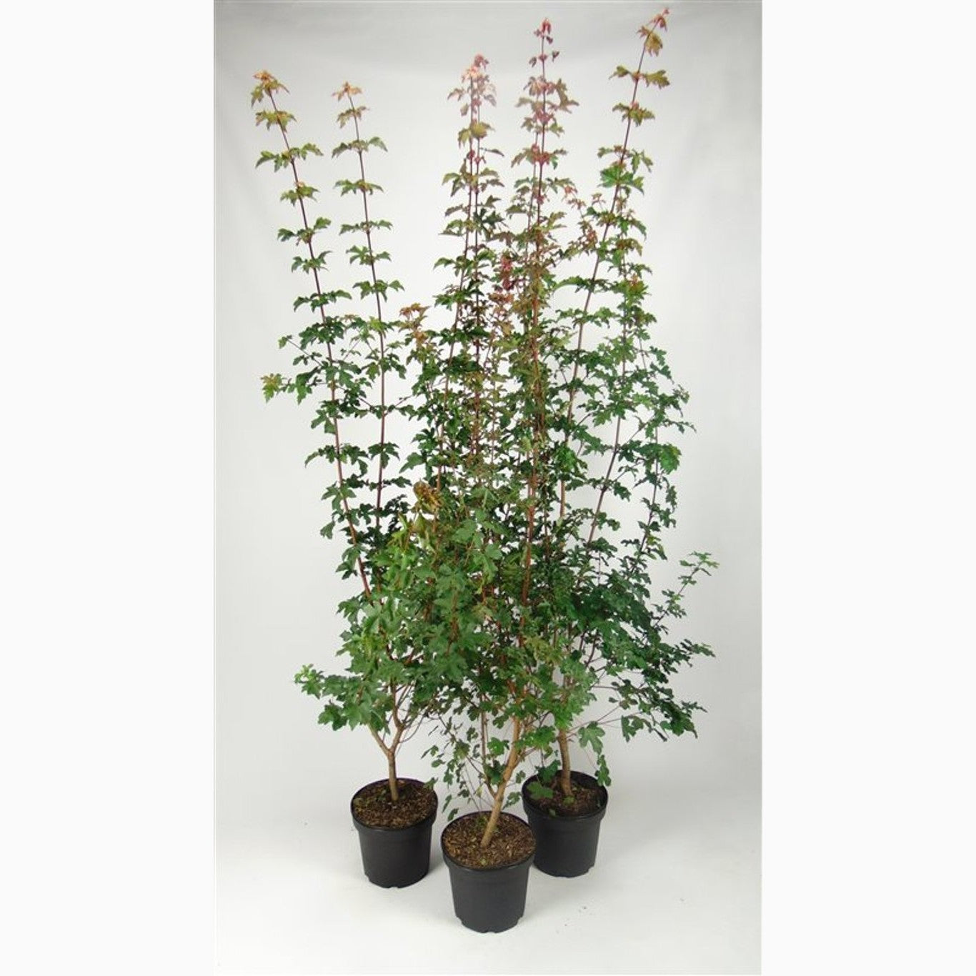 Fältlönn – Acer campestre - C7.5 175-200 CM