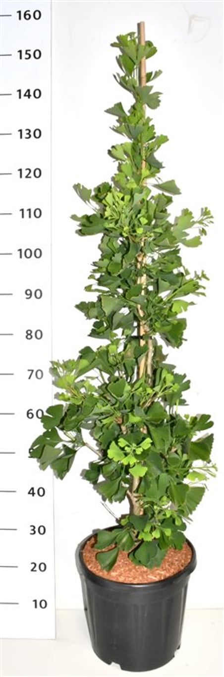 Tempelträd – Ginkgo biloba 'Fastigiata Blagon' - C13 80-100 cm. Gestokt