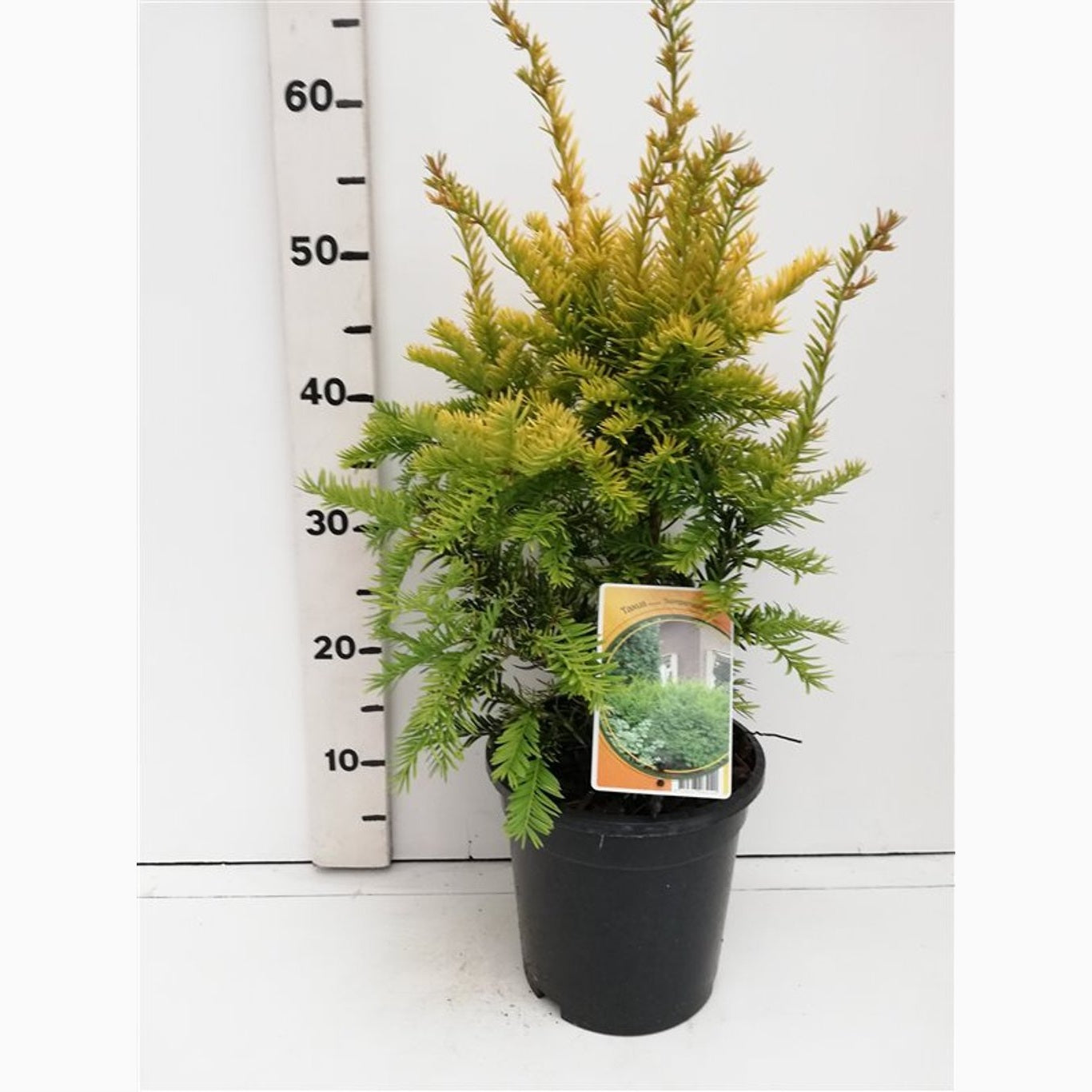 Idegran – Taxus baccata 'Semperaurea' - C3 30-40 CM