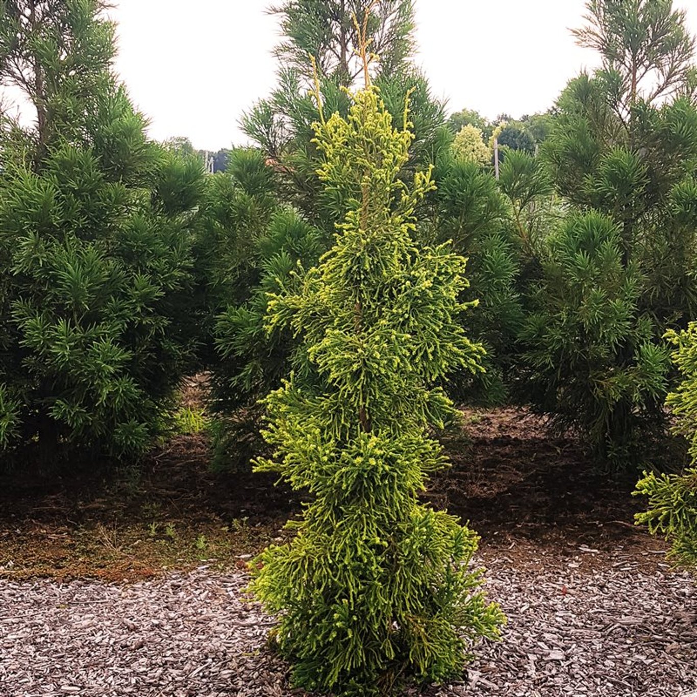 Japansk kryptomeria – Cryptomeria japonica 'Kyara Gold' - C5 60-80 CM
