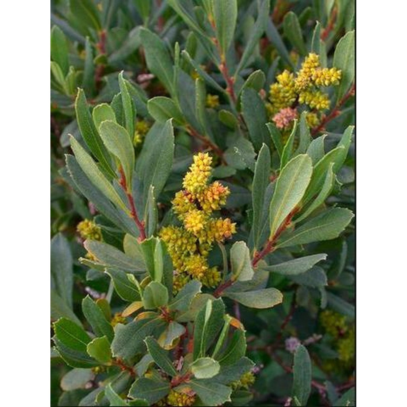 Pors – Myrica gale - C2 20-30 CM