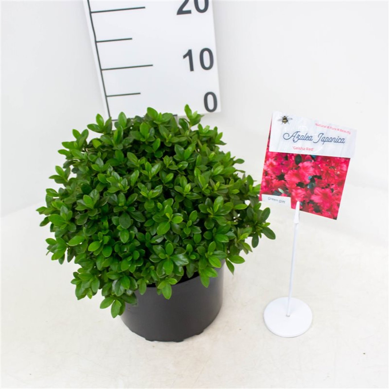 Rhododendron – Rhododendron (AJ); 'Geisha Red' - C4 25-30 CM