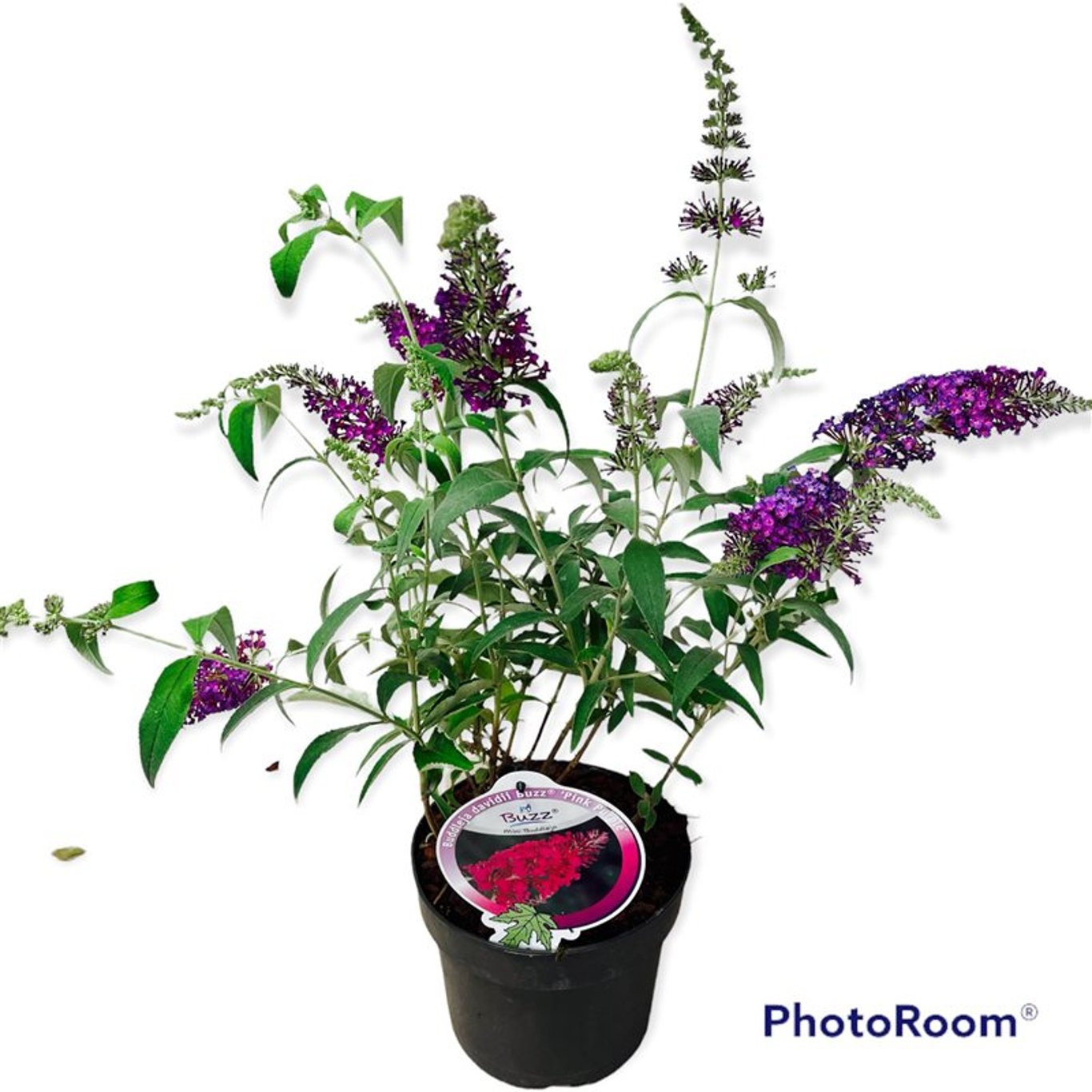 Sommarlilja – Buddleja d. 'Buzz Pink Purple' - C3