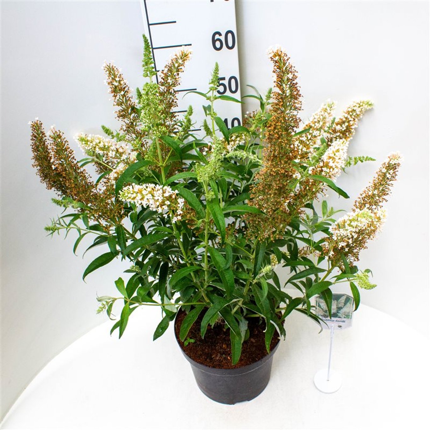Sommarlilja – Buddleja d. 'White Profusion' - C3 40-50 CM