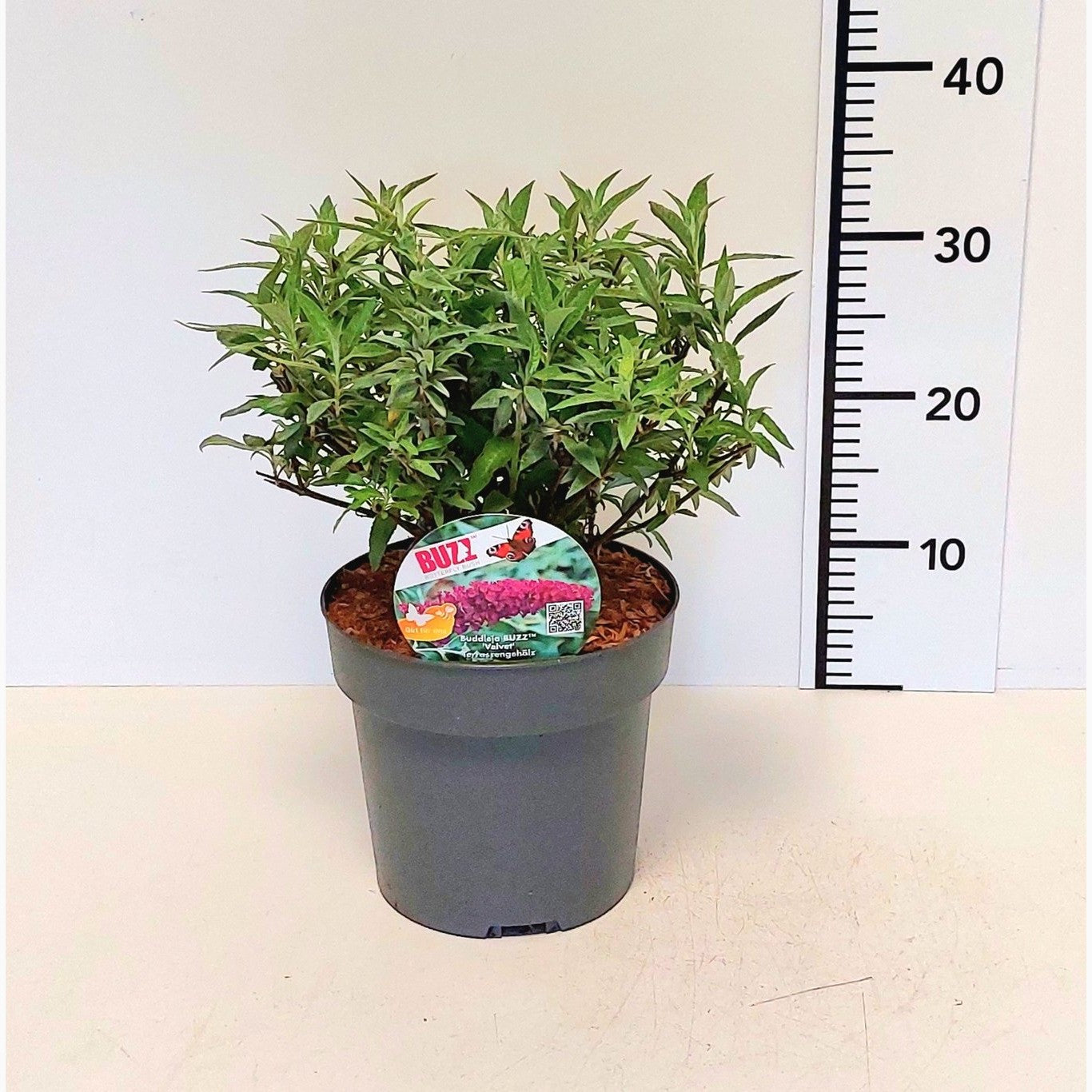 Sommarlilja – Buddleja davidii 'Buzz Velvet' -S- - C3