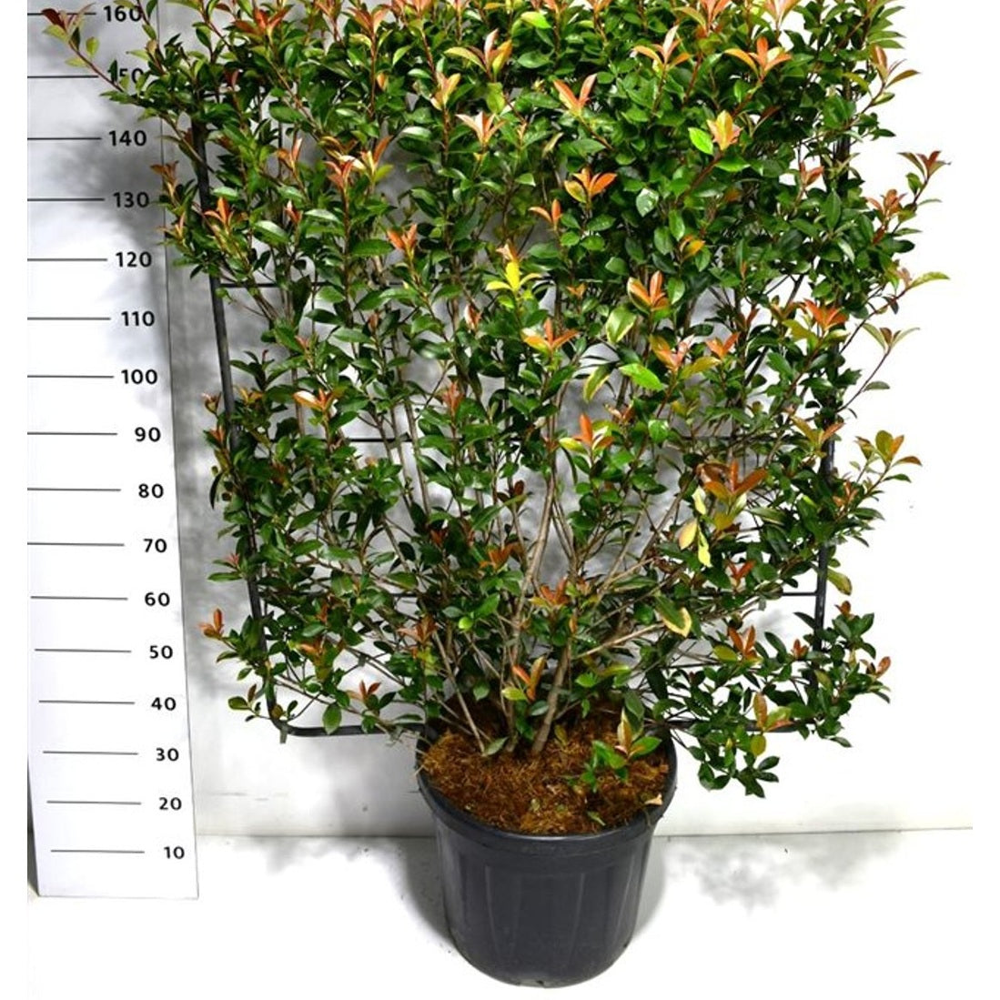 Glansmispel – Photinia fraseri &