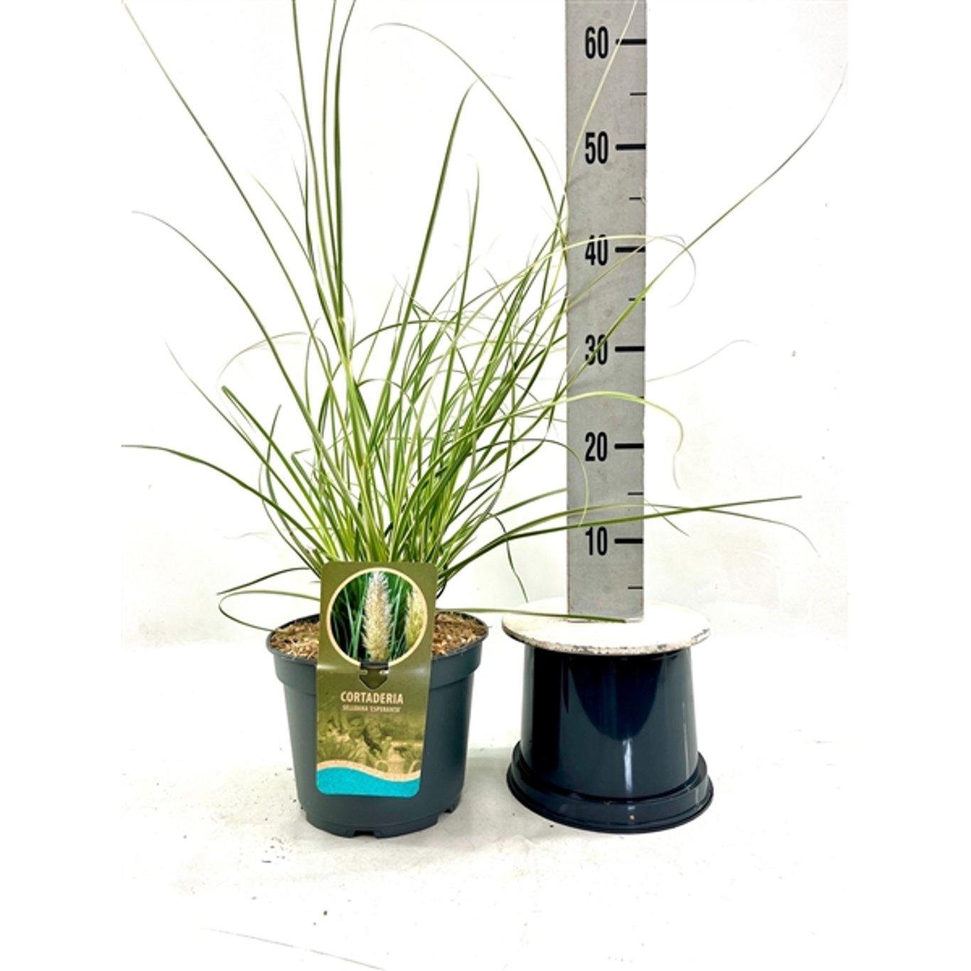 Pampasgräs – Cortaderia selloana 'Esperanta' - C5