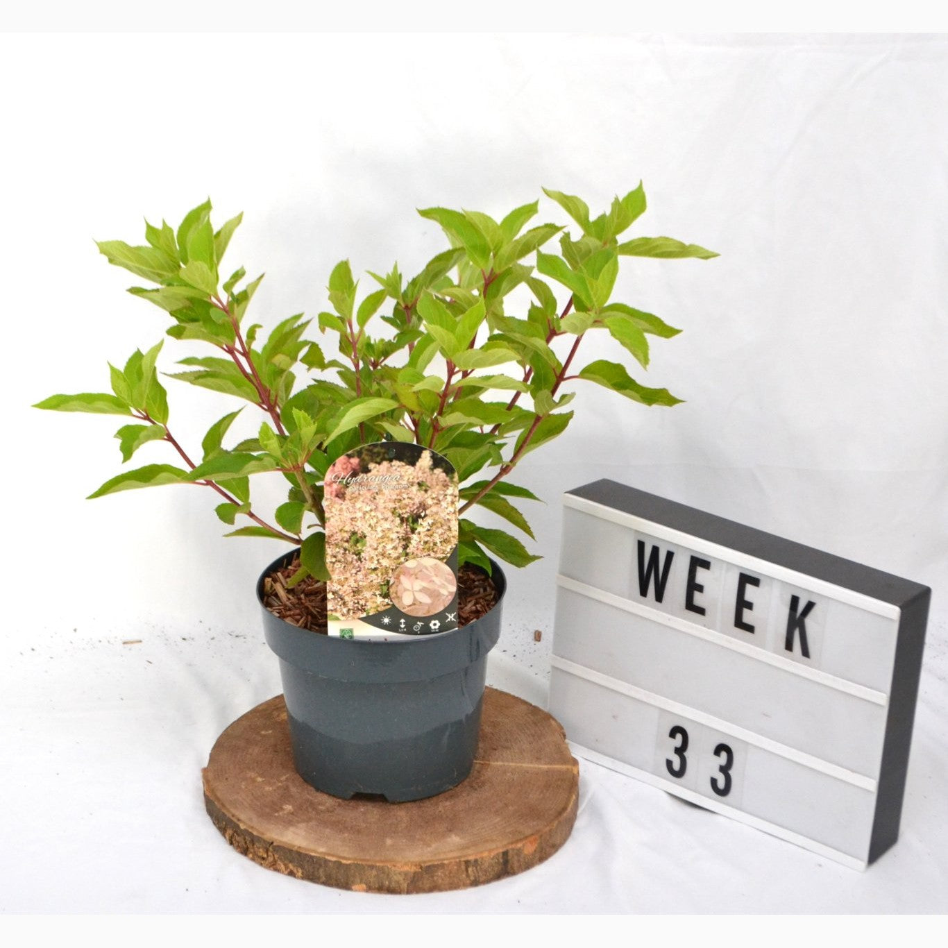 Syrenhortensia – Hydrangea paniculata 'Phantom' - C3 20-40 CM