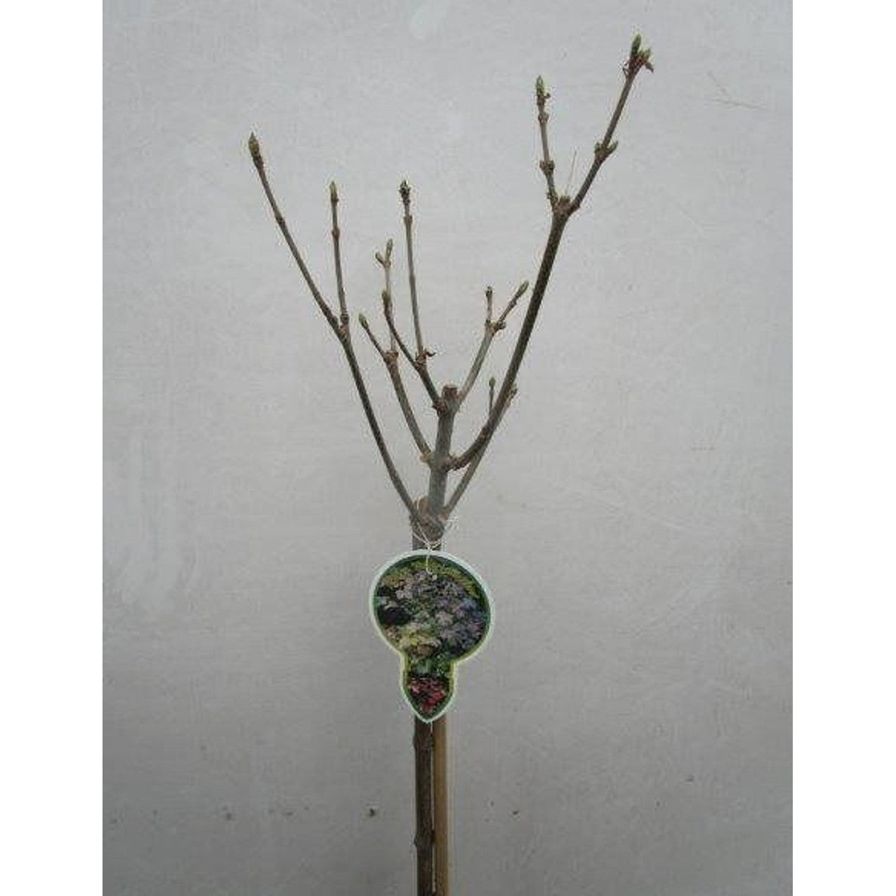 Lönn – Acer pseud. 'Simon-Louis Frères' - 80 CM Stem C5