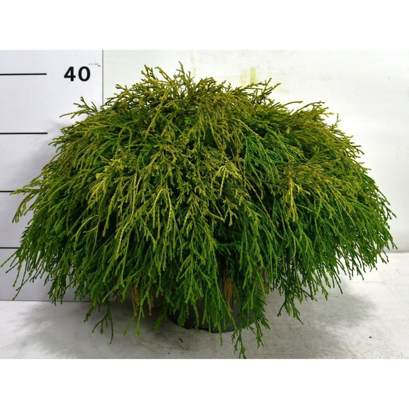 Ädelcypress – Chamaecyparis pisifera 'Sungold' - C5 50-60 CM