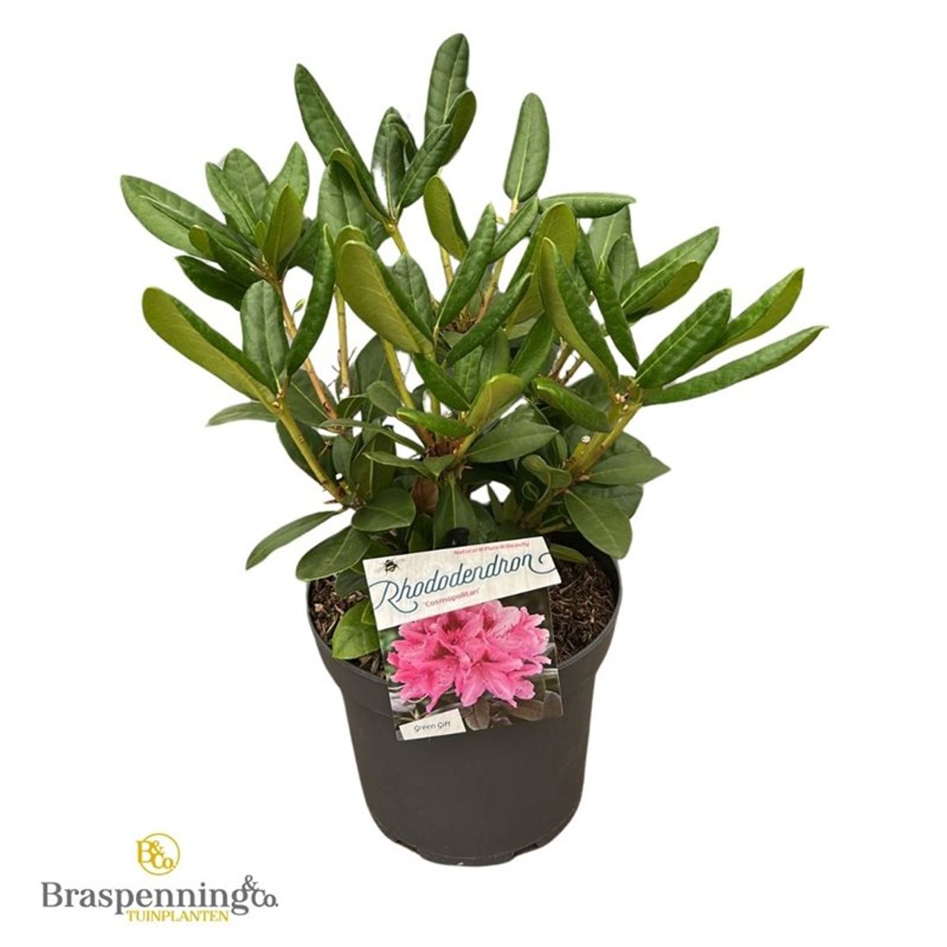 Rhododendron – Rhododendron 'Cosmopolitan' - C5 30-40 CM