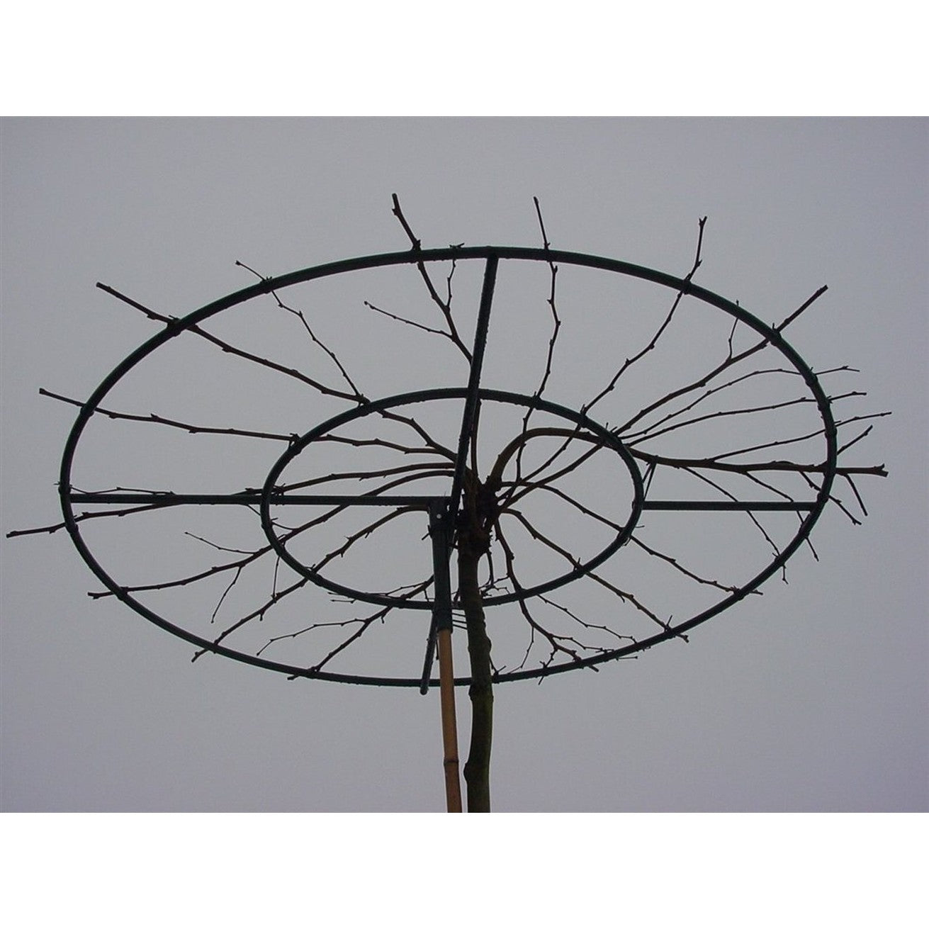 Orientplatan – Platanus orientalis 'Minaret' - C40 16/18 220 CM Stem