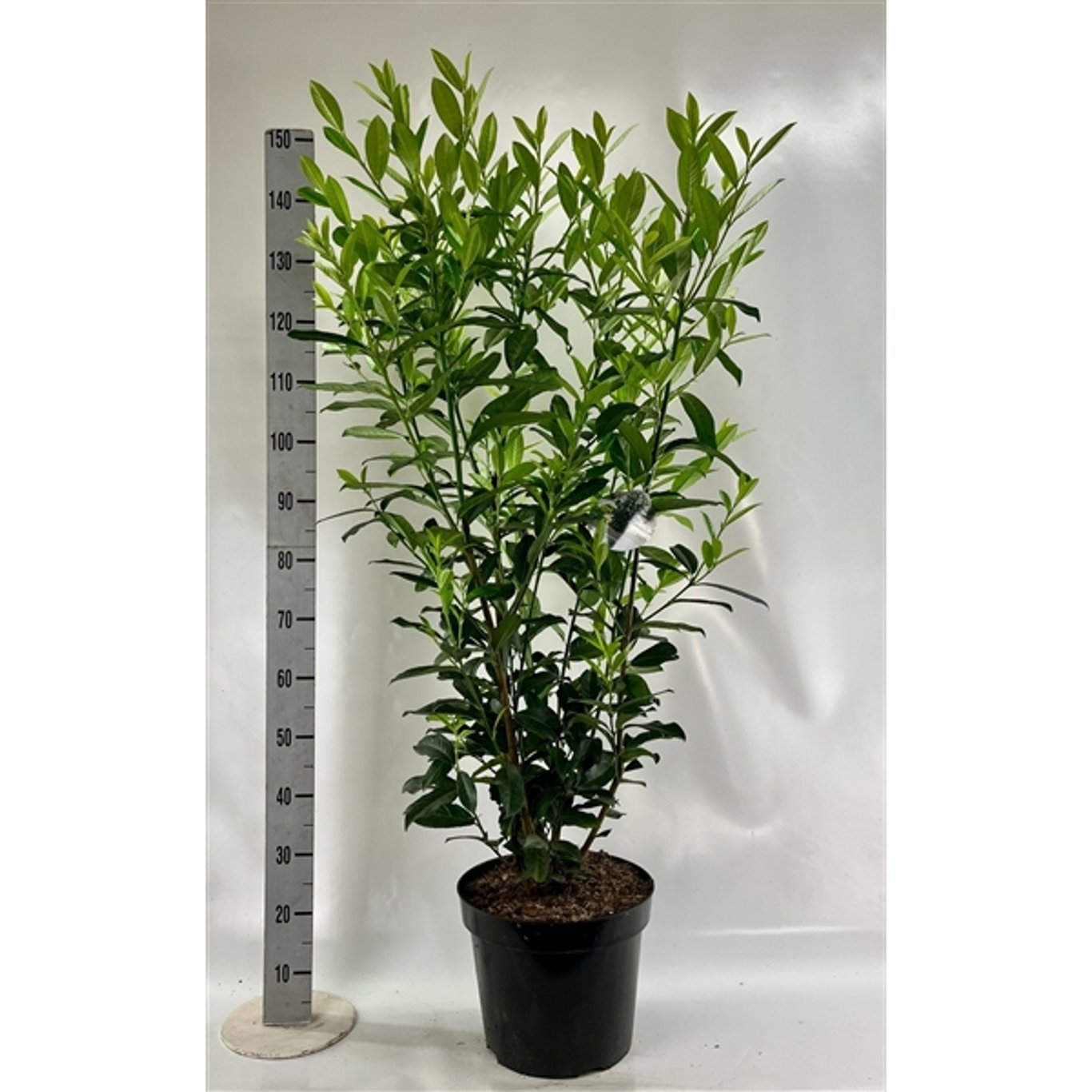 Lagerkörsbär – Prunus laurocerasus 'Genolia' - C15 125-150 CM