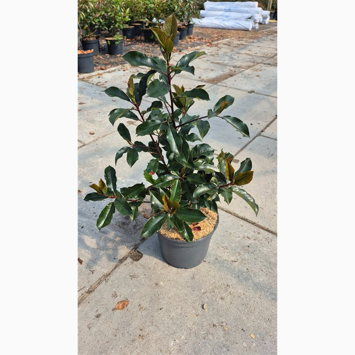 Fotinia – Photinia fraseri 'Magical Volcano' - C5 40-60 CM
