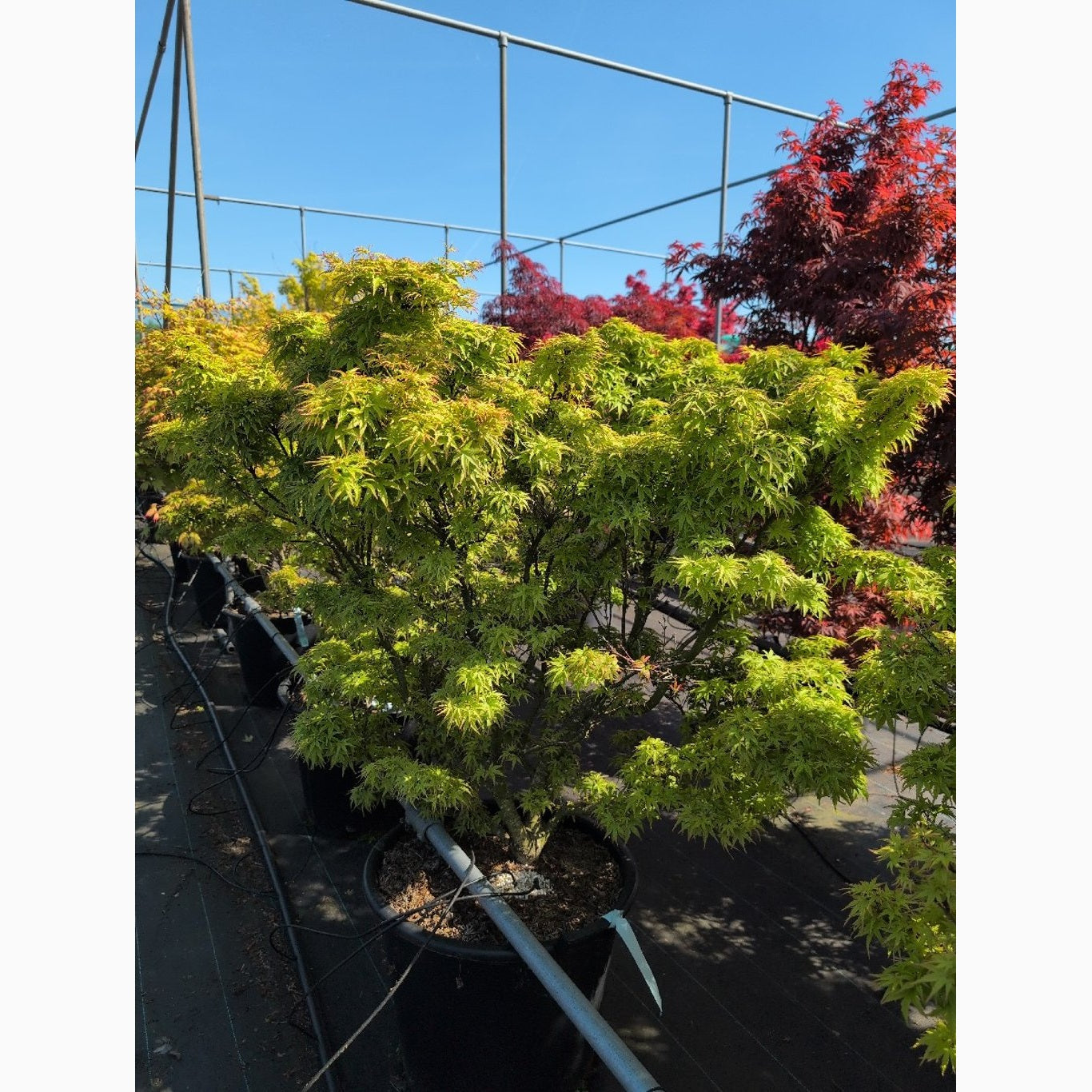 Japansk lönn – Acer pal. 'Sharp's Pygmy' - C50 100-125 CM