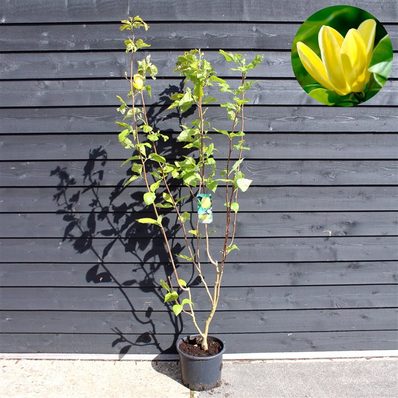 Magnolia – Magnolia brooklynensis 'Yellow Bird' - C15 175-200 CM